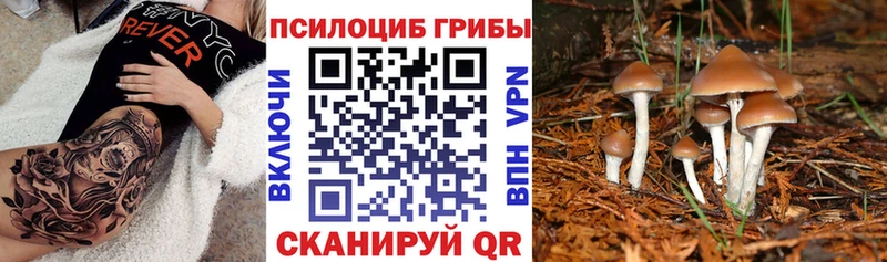 Галлюциногенные грибы Psilocybine cubensis  Малмыж 